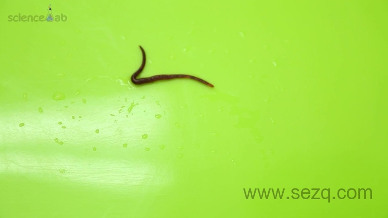 芝麻爱科学 - 动画资源画廊第5张