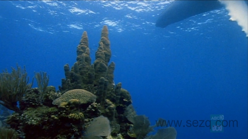 野性加勒比 - 动画资源画廊第5张