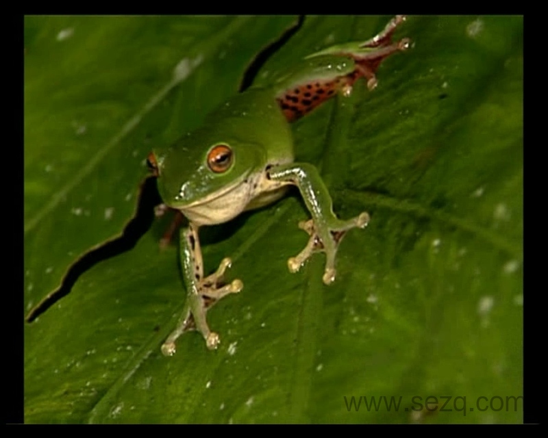 巧虎宝宝版1~2岁 2014年 - 动画资源画廊第2张