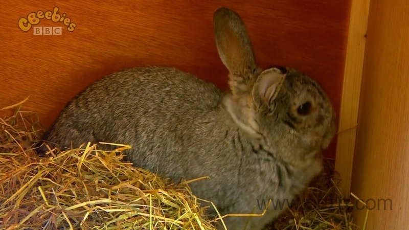 我的宠物 - 动画资源画廊第3张