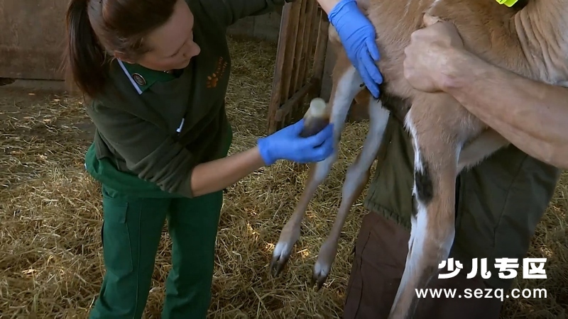 动物的母性 - 动画资源画廊第5张