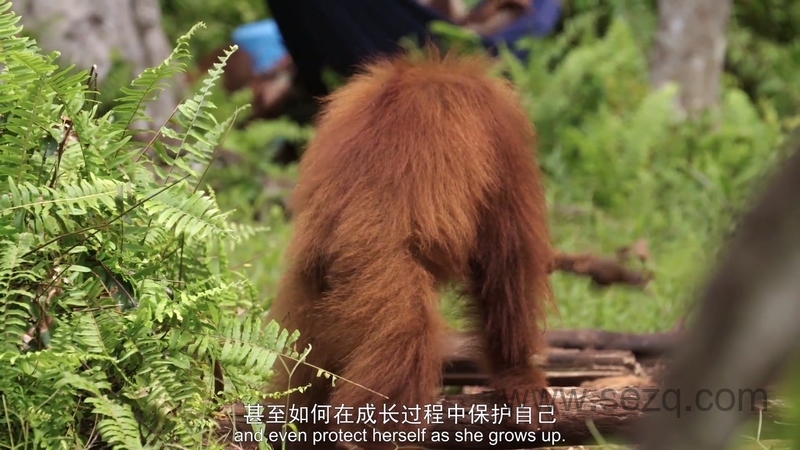 猩球学院 - 动画资源画廊第6张