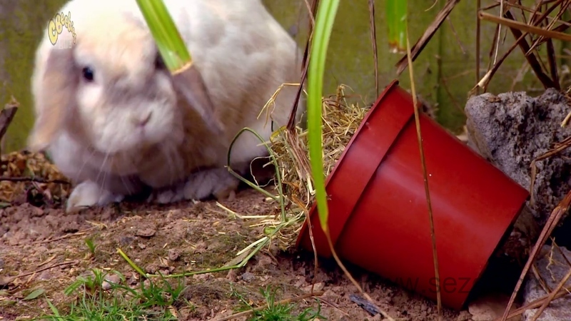 我的宠物 - 动画资源画廊第9张