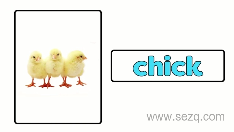 青果双语动物认知 - 动画资源画廊第9张