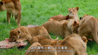 少儿动物纪录片《动物的母性 Animal Maternity》第一季 英语中英双字 全6集MP4下载 - 少儿专区