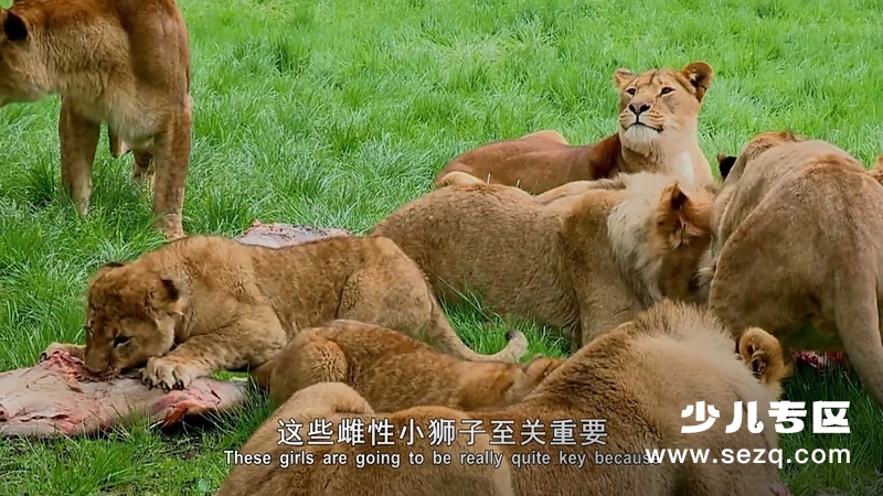 动物的母性 - 动画资源画廊第2张