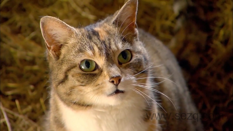 我的宠物和我 - 动画资源画廊第2张