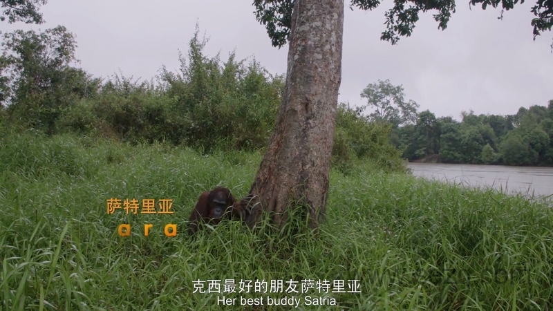 猩球学院 - 动画资源画廊第8张