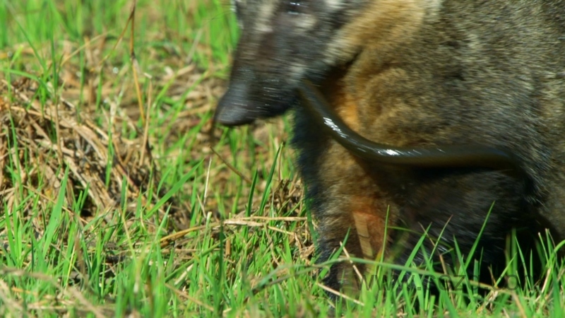 野性巴西 - 动画资源画廊第8张