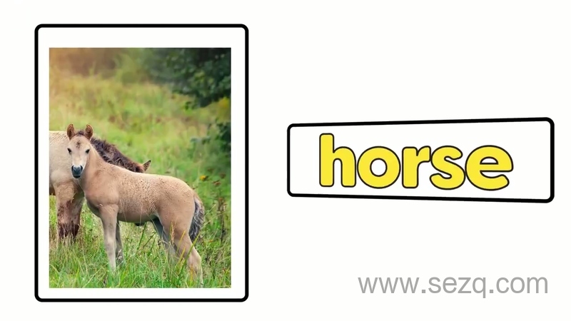 青果双语动物认知 - 动画资源画廊第4张