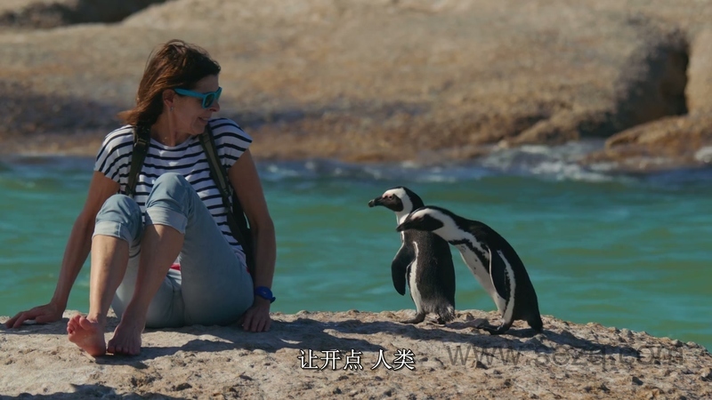 企鹅小镇 - 动画资源画廊第9张