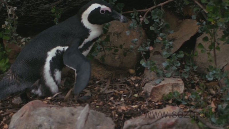 企鹅小镇 - 动画资源画廊第4张