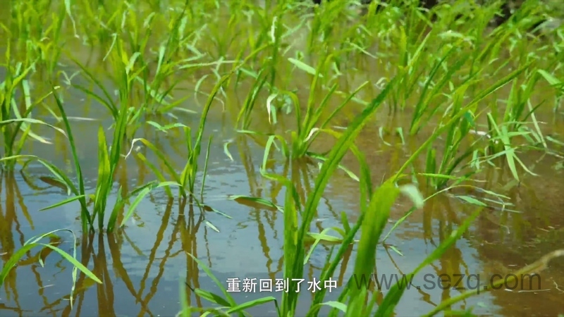 影响世界的中国植物 - 动画资源画廊第7张