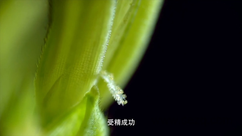 影响世界的中国植物 - 动画资源画廊第9张