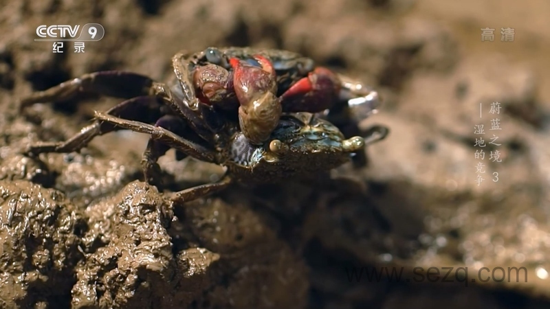 蔚蓝之境 - 动画资源画廊第2张