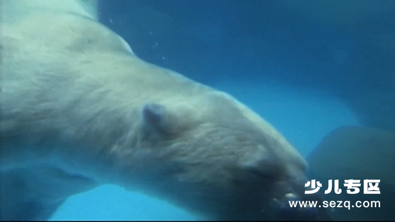 森林动物园 - 动画资源画廊第3张