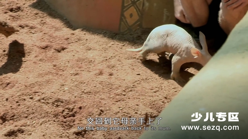 动物的母性 - 动画资源画廊第6张