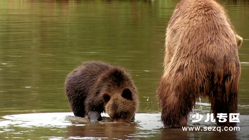 如果我是一只动物 - 动画资源画廊第5张