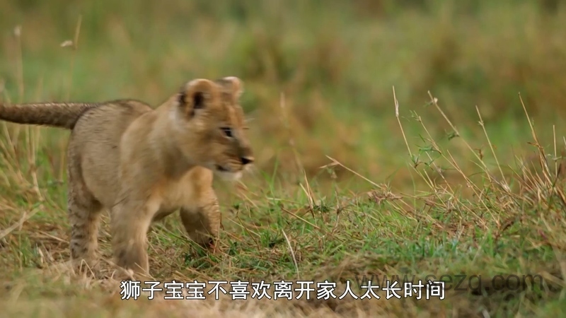 安迪的前五名的恐龙 - 动画资源画廊第8张