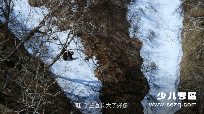 如果我是一只动物 - 动画资源画廊第8张