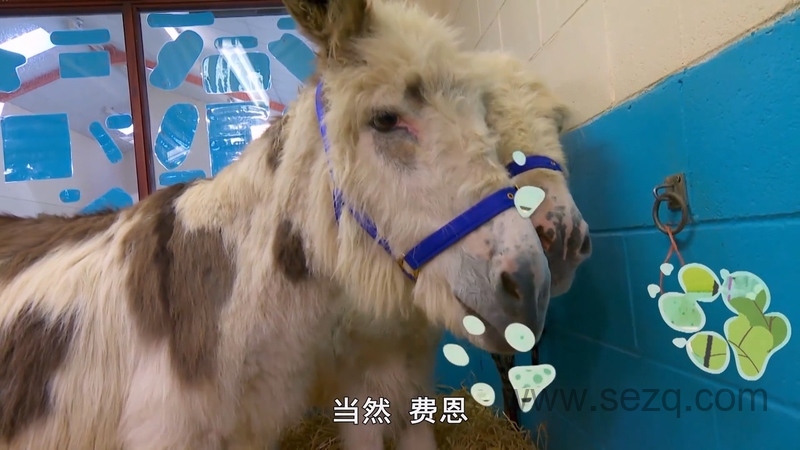 我的宠物和我 - 动画资源画廊第4张