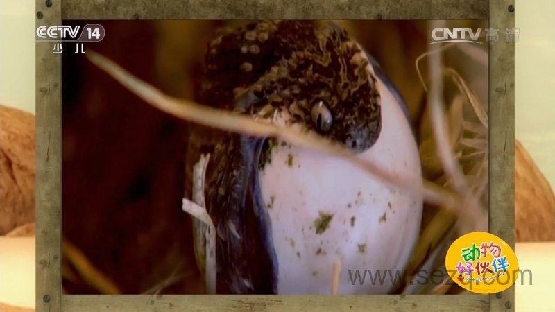 动物好伙伴 - 动画资源画廊第2张