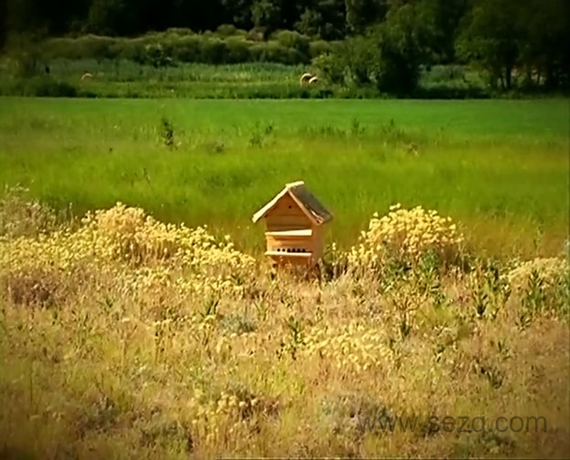 微观小世界 - 动画资源画廊第8张