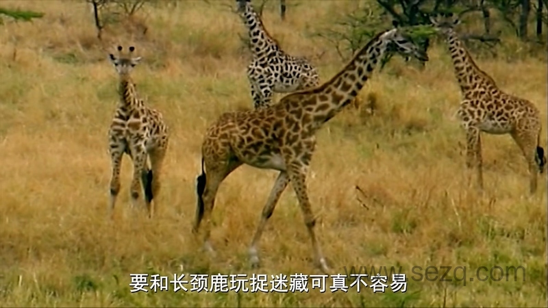 最棒的宝贝 - 动画资源画廊第6张