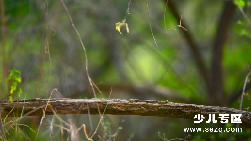 动物的秘密生活 - 动画资源画廊第7张
