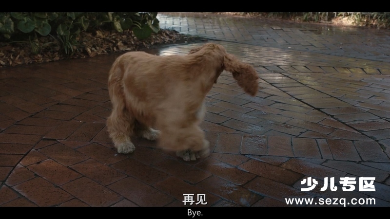 小姐与流浪汉 - 电影资源画廊第9张