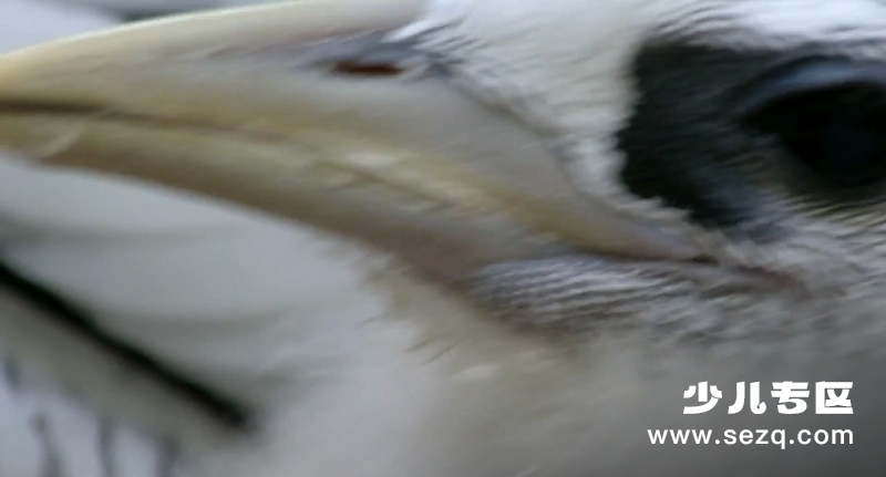 地球生灵 - 电影资源画廊第4张