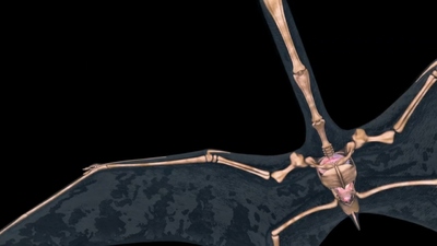 海外科普动画《动物大对决 AnimalShowdown2018》第一季 多国语言多国字幕 全6集MKV下载 - 少儿专区