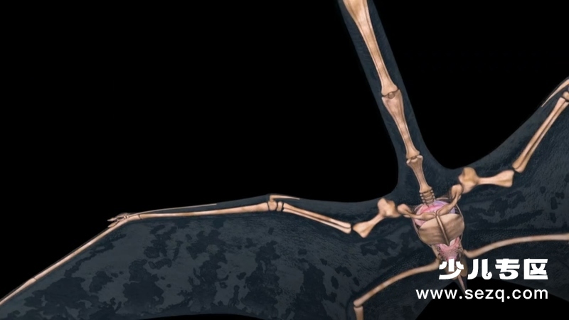 动物大对决 - 动画资源画廊第1张