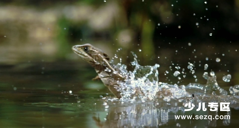 地球生灵 - 电影资源画廊第5张