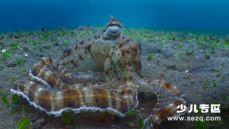 动物的秘密生活 - 动画资源画廊第2张