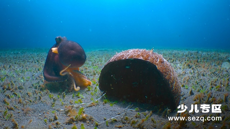 动物的秘密生活 - 动画资源画廊第3张