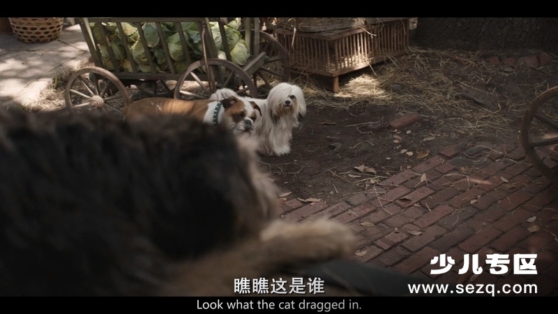 小姐与流浪汉 - 电影资源画廊第5张