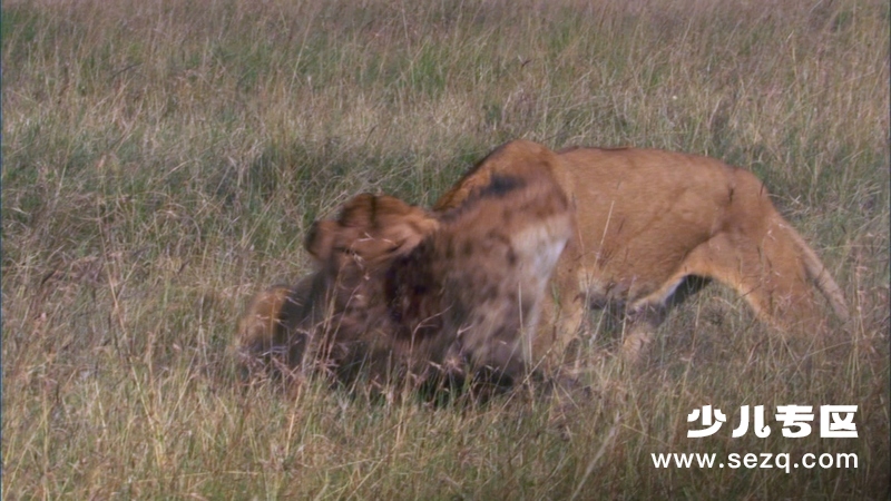 生命 - 动画资源画廊第5张