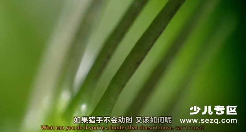 地球生灵 - 电影资源画廊第7张