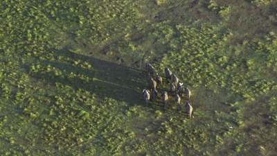 BBC纪录片《生命 Life》第一季 国英双语中英双字 全10集MKV下载 - 少儿专区