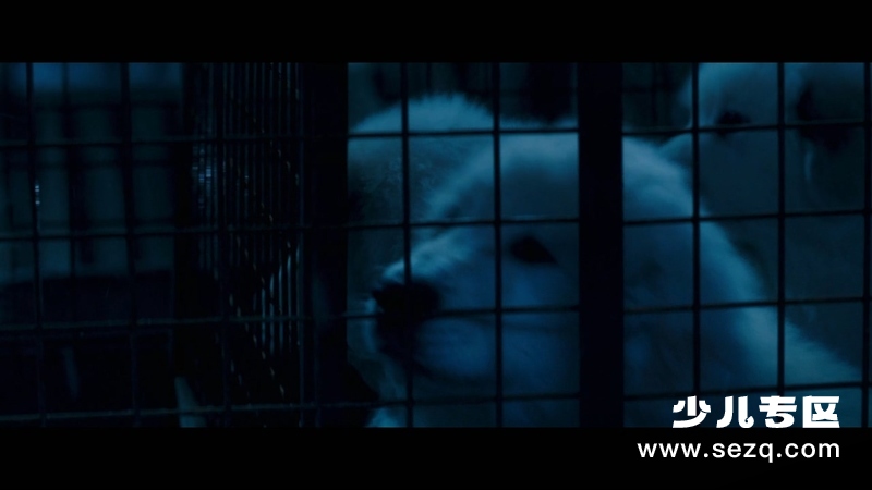 灵犬雪莉3 - 电影资源画廊第4张