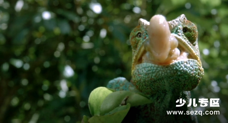 地球生灵 - 电影资源画廊第8张