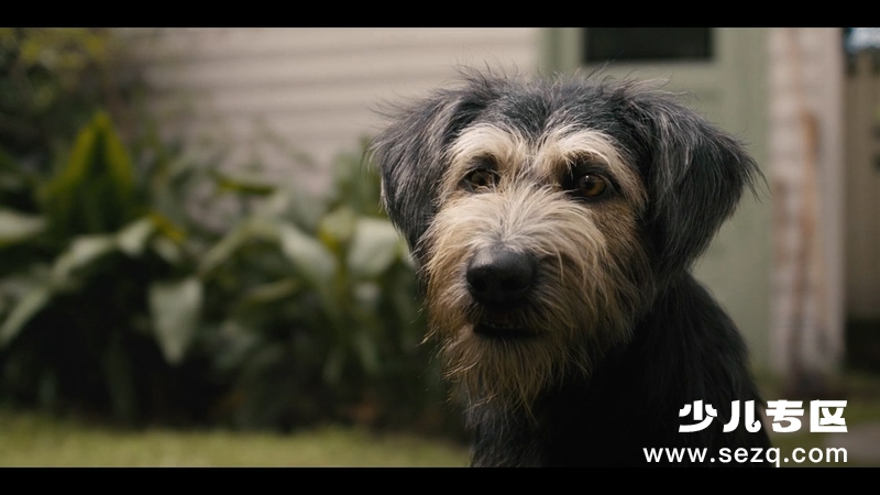 小姐与流浪汉 - 电影资源画廊第3张