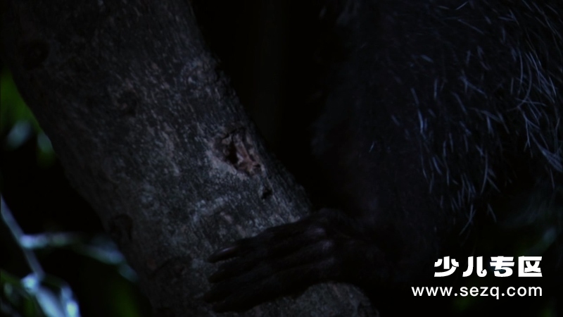 生命 - 动画资源画廊第2张