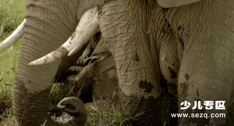 地球生灵 - 电影资源画廊第3张