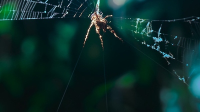 BBC纪录片《动物的秘密生活 The Secret Lives of Animals》第一季 英语多国字幕 全10集MKV下载 - 少儿专区