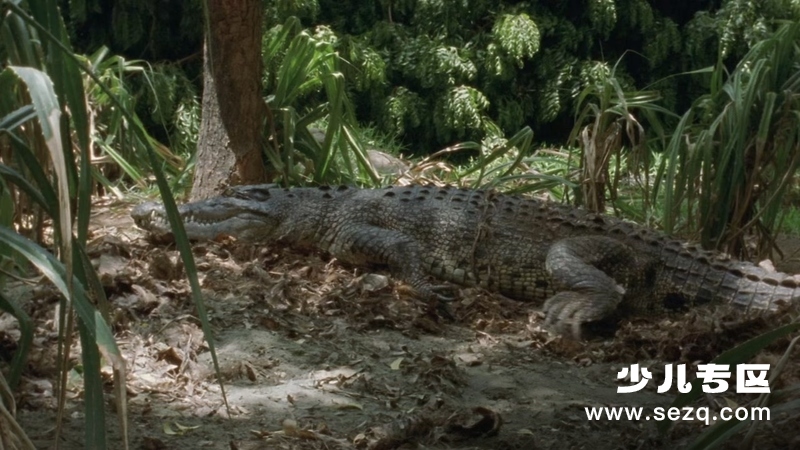 动物大对决 - 动画资源画廊第5张