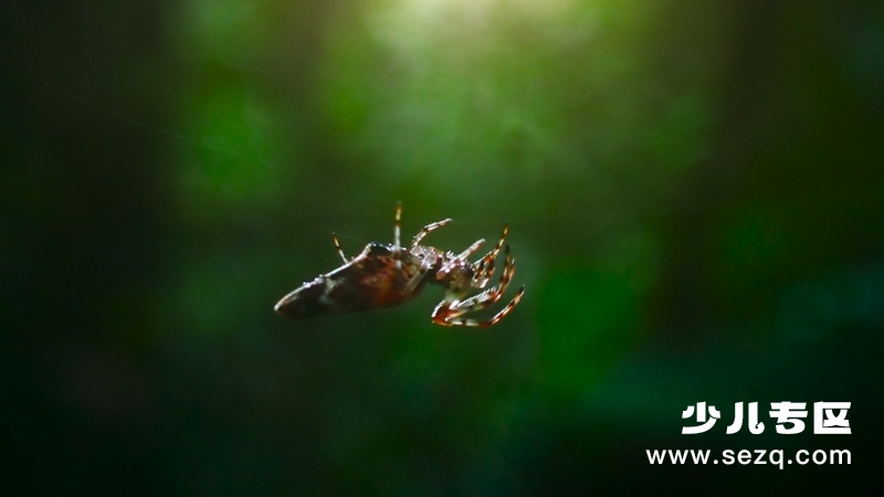 动物的秘密生活 - 动画资源画廊第8张