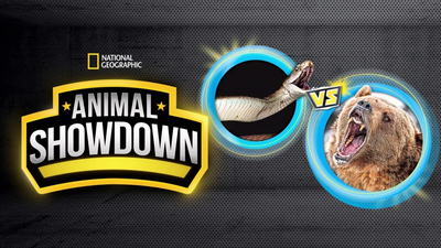 海外科普动画《动物大对决 AnimalShowdown2018》第一季 多国语言多国字幕 全6集MKV下载 - 少儿专区
