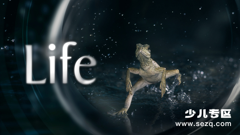 生命 - 动画资源画廊第1张